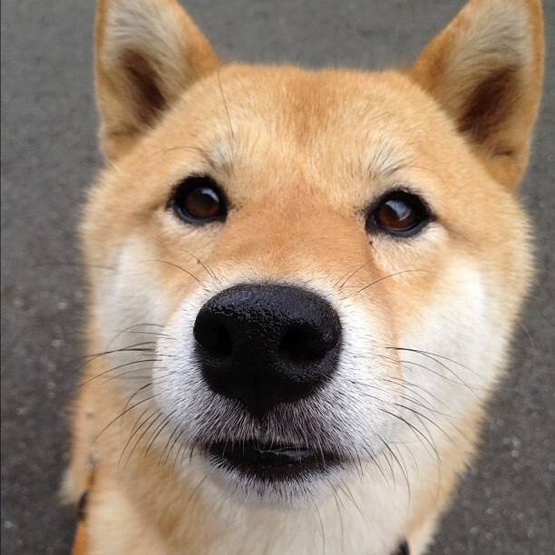 雷火电竞官网-当阿森纳注视绿茵时，波士顿正注视塔图姆