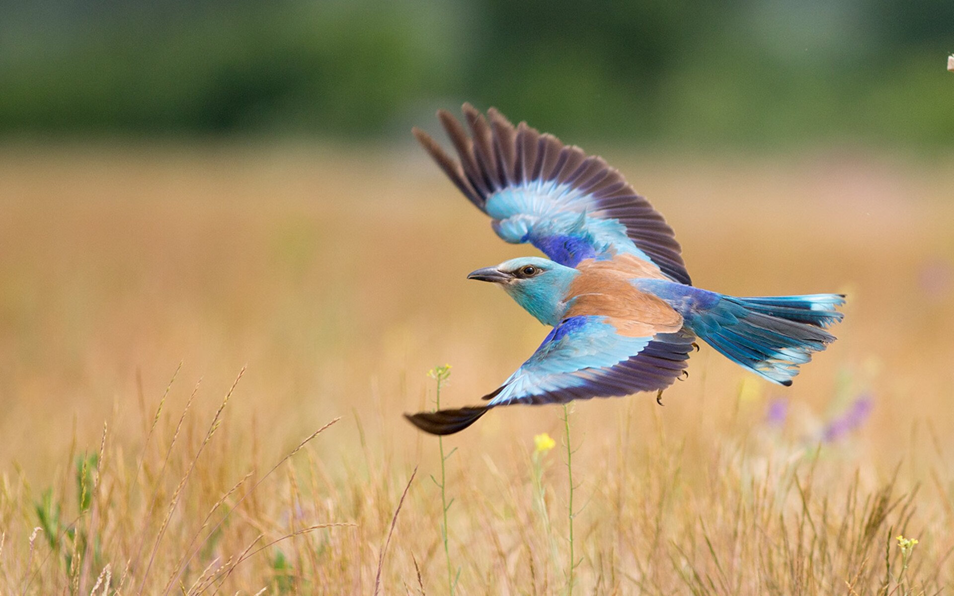 双线鏖战,当足球的宏大叙事遇上篮球的肌理之争