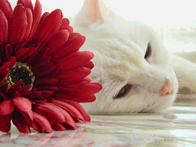 失衡的艺术，从哈登的神之一手到活塞的钢铁洪流，NBA胜利美学的两极相生