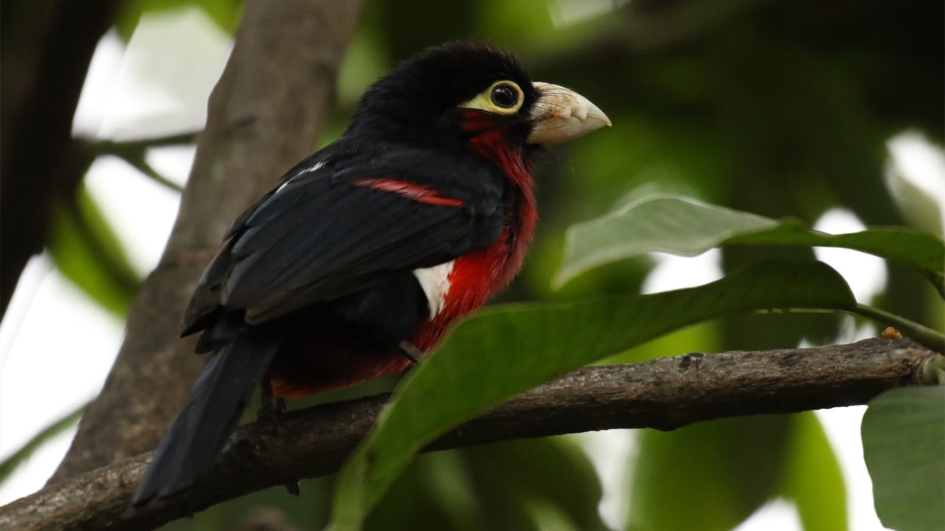 一球穿越山海，哥斯达黎加如何用决胜局撬动世界足球的版图
