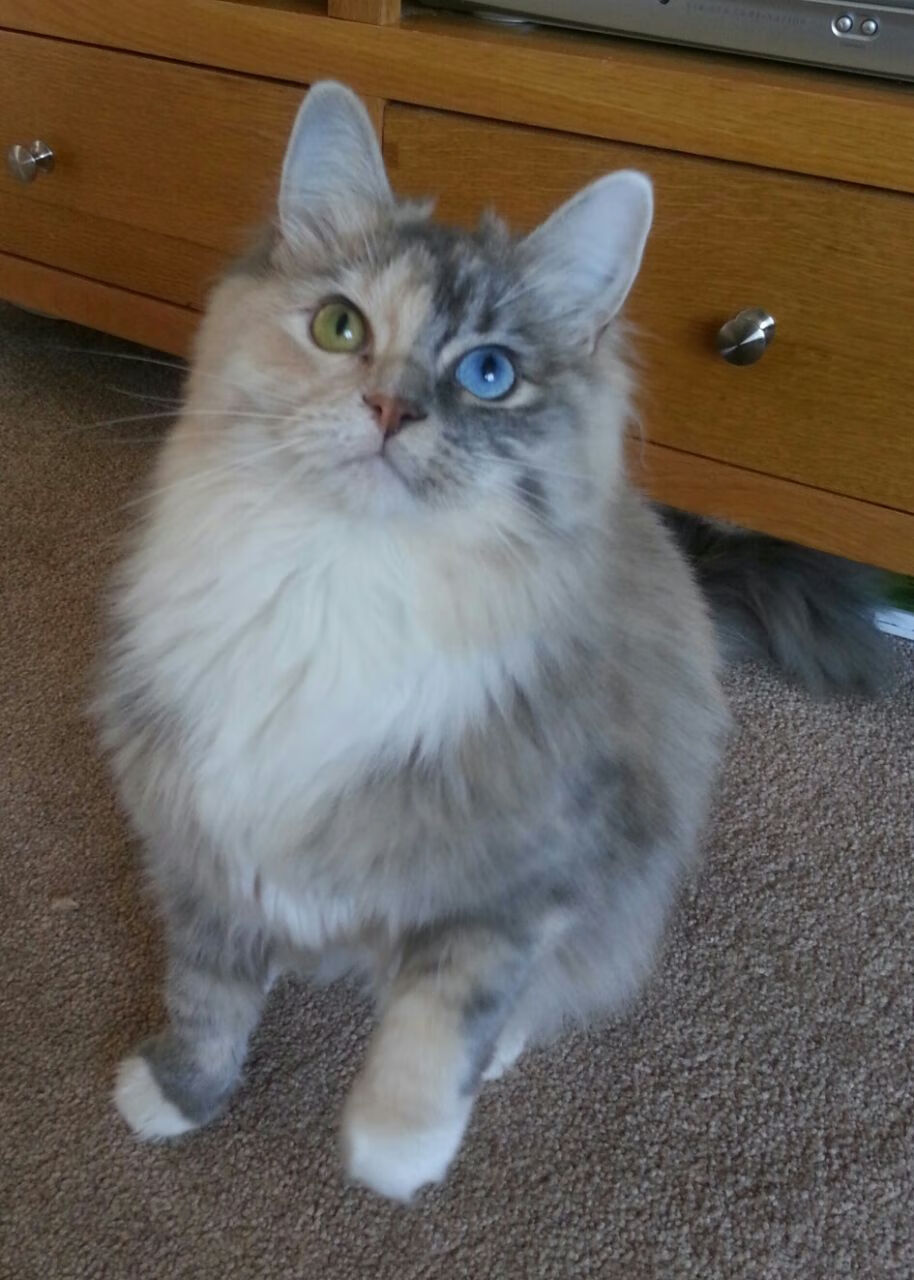 当聚光灯最灼热时诞生，F1争冠夜与戈贝尔定律的终极印证