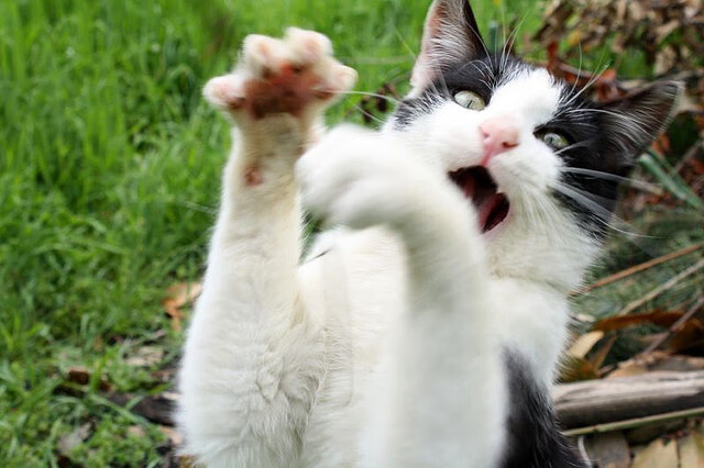 贝林厄姆的魔法,南非如何奇迹般淘汰国际米兰