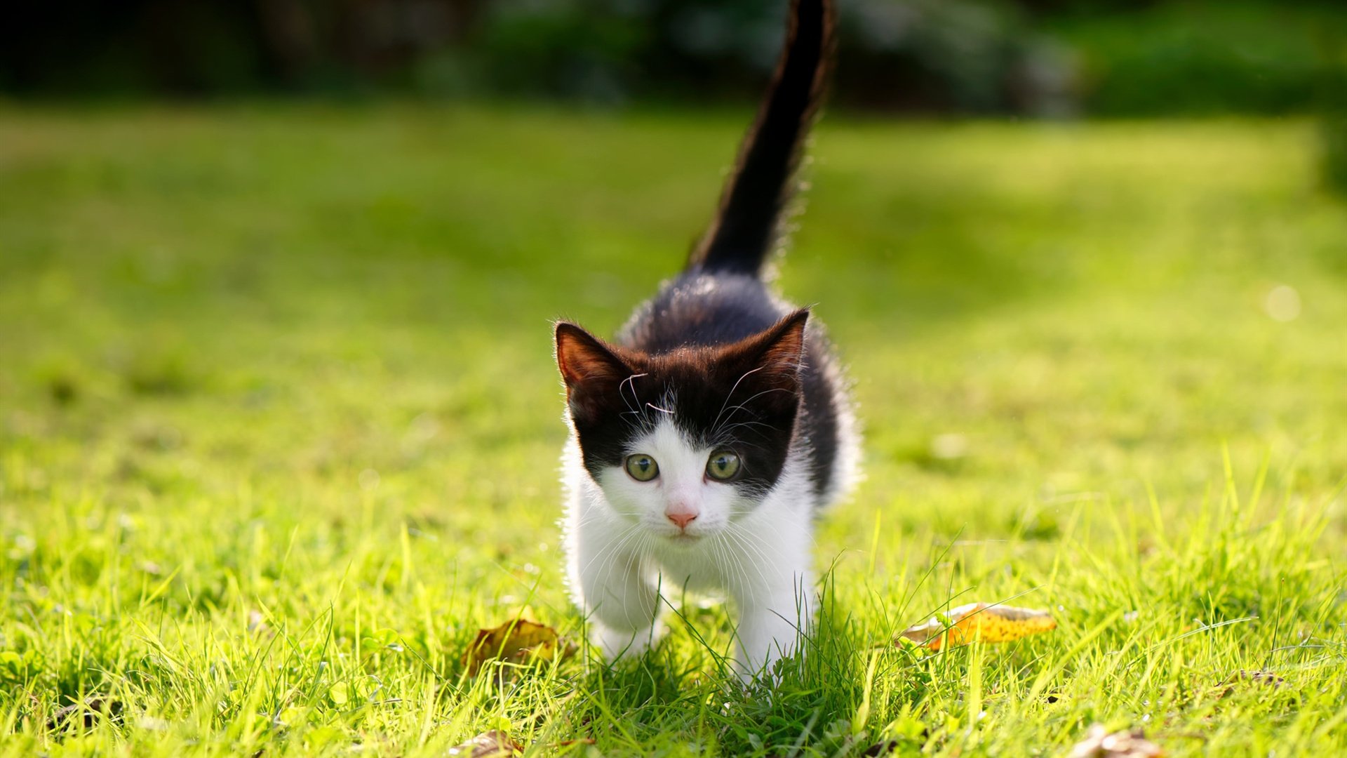 移形换影!当西亚卡姆空降西部大战,快船防线遭遇错位降维打击