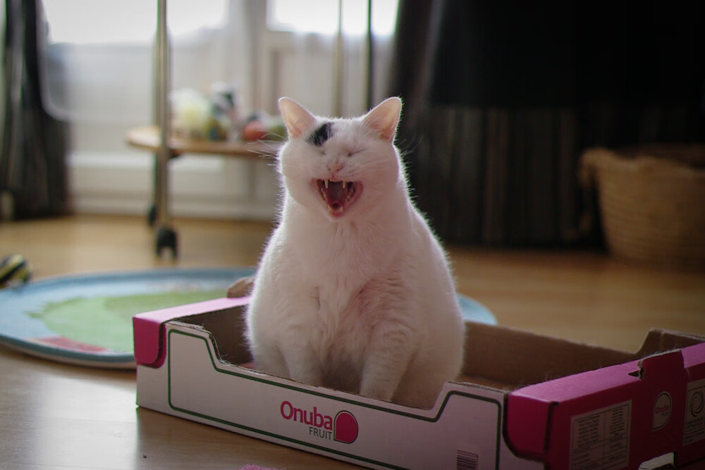 绿茵交响诗，梅西的独奏与尼斯的铜墙铁壁